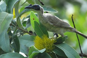 Friarbird, Silver-crowned, 2007-12222031 Kakadu - Nourlangie Rock, NT